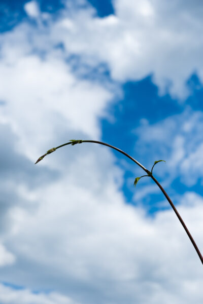 by Wanda von Bremen-6908