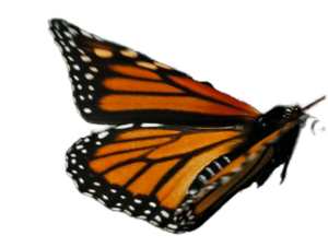 Klima-Aktionstag Haus Kreisau Berlin